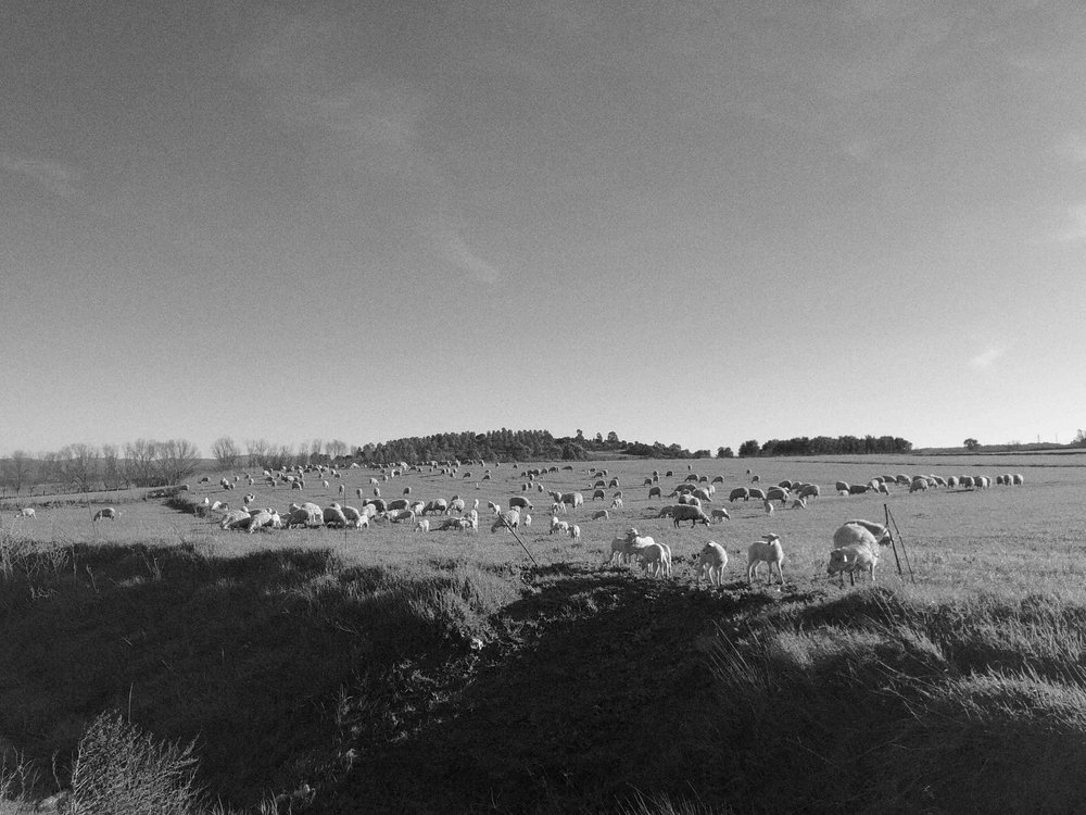 01. Pastureland.jpg